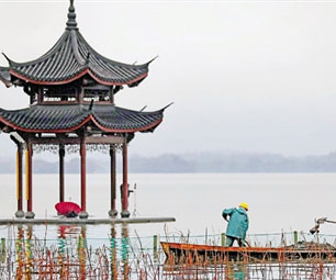 西湖填湖泥 育新荷
