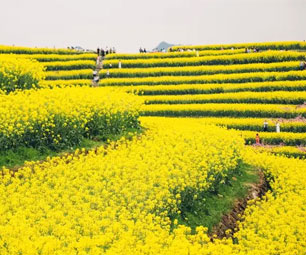 在杭州城里能看到这么大片的油菜花
