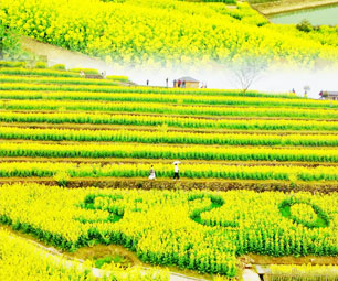 去看杭城春天里的“油菜花”