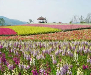 本周五径山花海宋韵风筝节邀你共绘春天