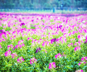 径山花海风景美图