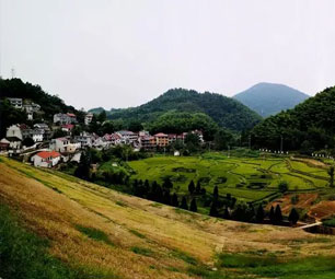 桐庐做好桂花文章 母岭香飘共富路