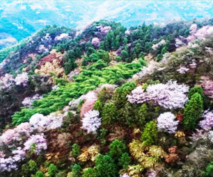 早樱观赏地推荐|美翻了！早樱版“只此粉黛”，周末抽空就能去看！