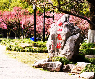 杭州超山梅花节