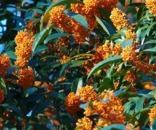 杭州赏桂花指南大全