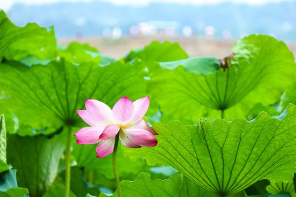 断桥