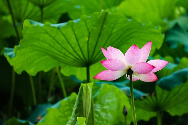 曲院风荷