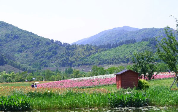 径山花海风景美图
