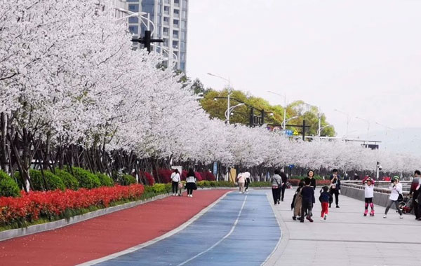 滨江樱花大道风景美图
