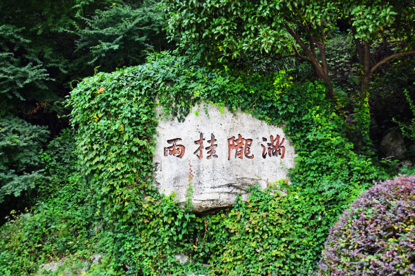 满陇桂雨