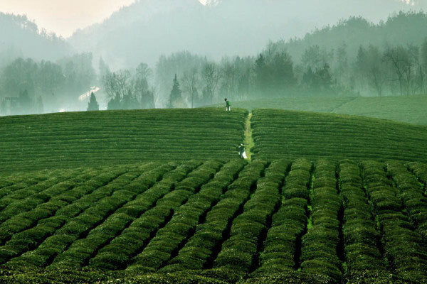 龙井问茶