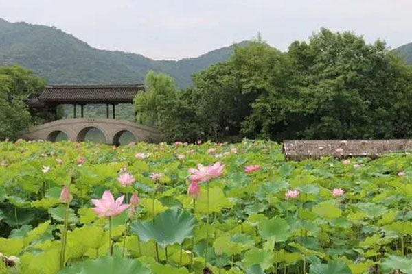 荷花庄