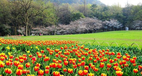 郁金香缤纷
