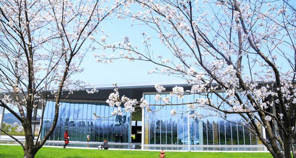 良渚文化村：新晋网红樱花大道
