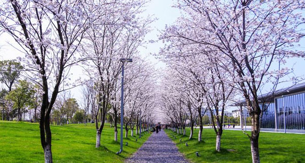 樱花大道