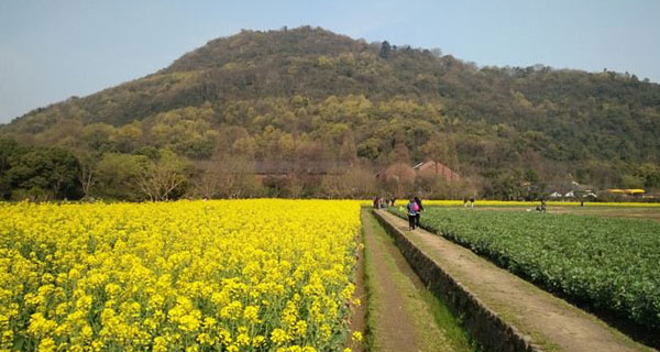 玉皇山八卦田：杭州近郊的金色花海