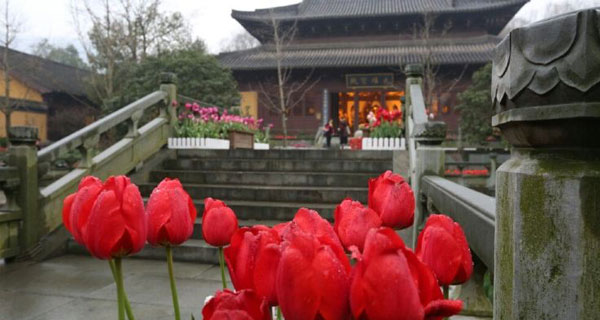 高丽寺：芬芳邂逅禅意