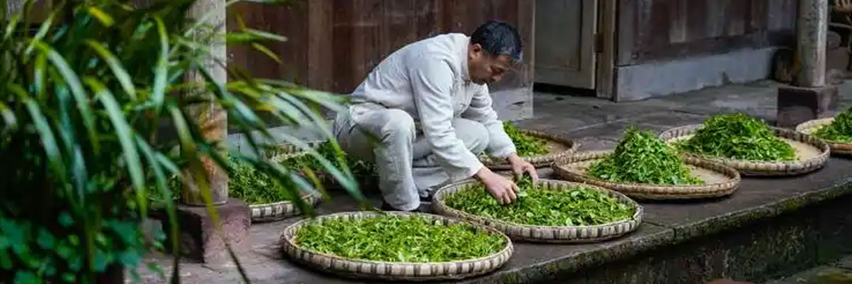 绿茶制作技艺